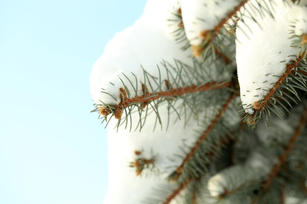 Covered with snow branch of spruce, outdoors