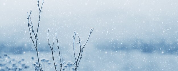 Photo covered with snow and frost dry grass stalks during a snowfall, panorama, copy space. christmas mood