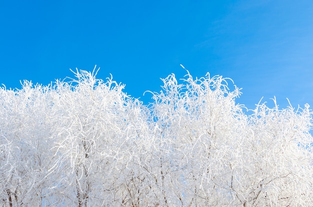 凍るような冬の日に雪と霜の木の枝で覆われています。