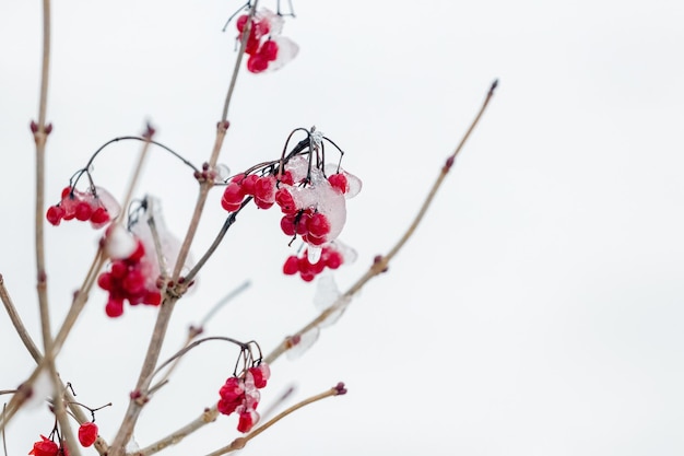 明るい背景の茂みに雪と氷の赤いガマズミ属の木の果実で覆われています。