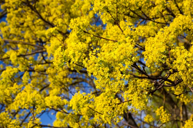 Covered with a thick and bright foliage of the deciduous trees