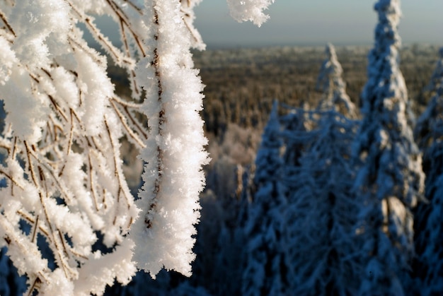 Covered with a thick layer of ice crystals frosted twigs on a blurred background