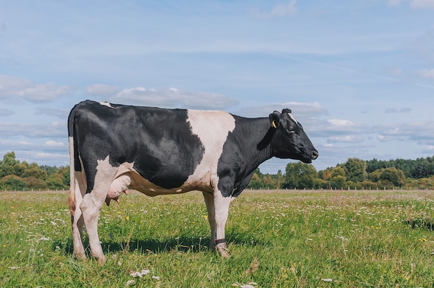 Photo cow against the sky and green grass.