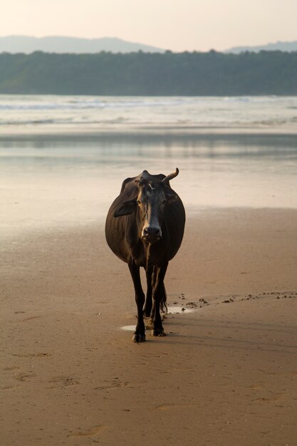 Cow at Agonda beach in Goa, India