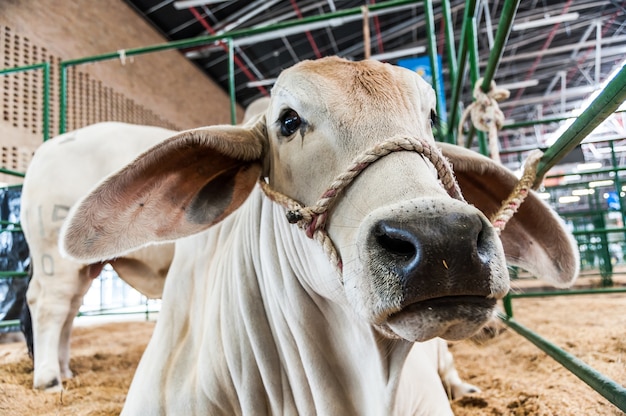 cow animal Colombian farming 