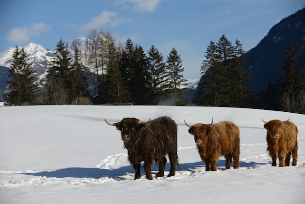 Foto animale bovino in inverno