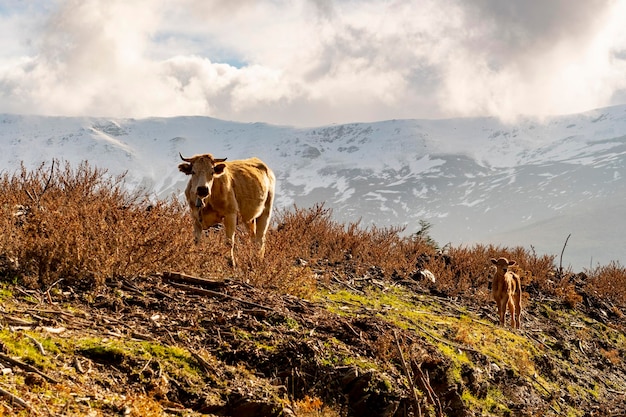 The cow  an artiodactyl mammal of the bovidae family