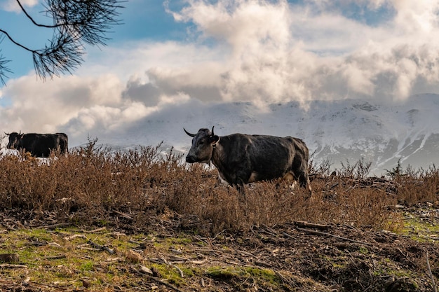 The cow  an artiodactyl mammal of the bovidae family