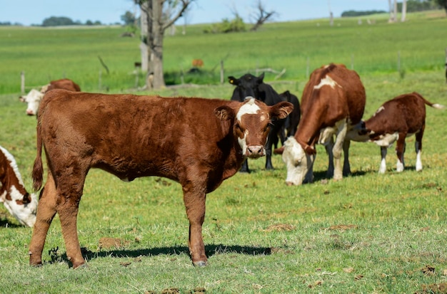 Pampas coutryside Patagonia Argentina의 암소와 아기