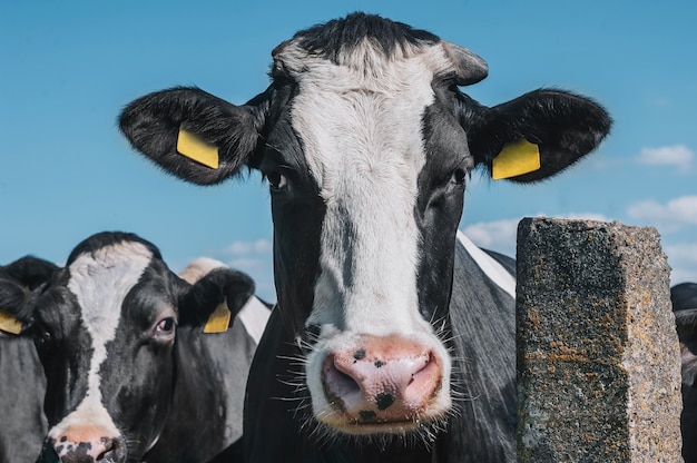 Photo cow on the background of sky. close-up.