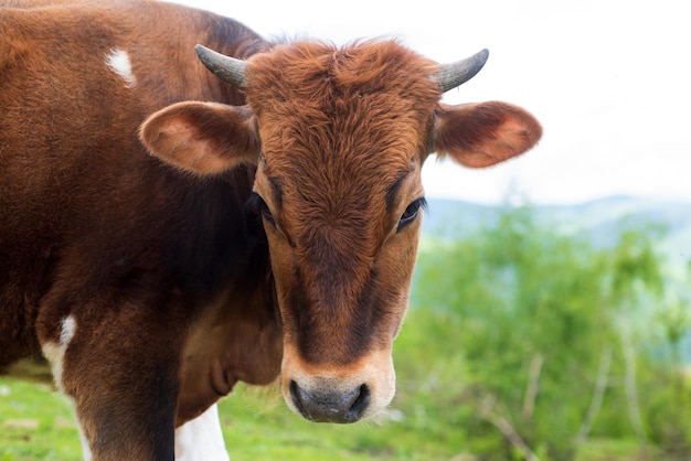 Cow on the background of sky and green grass.