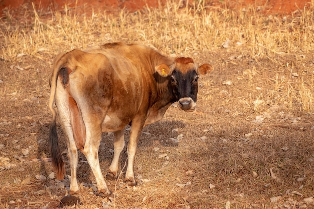 Cow in a Brazilian farm with selective focus