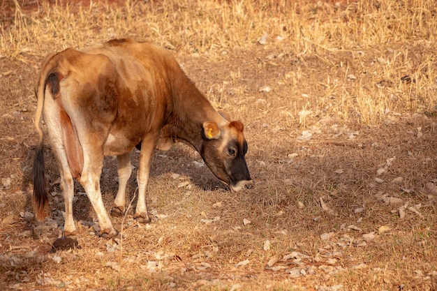 Cow in a Brazilian farm with selective focus