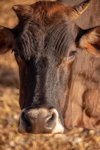 Mucca in una fattoria brasiliana con messa a fuoco selettiva