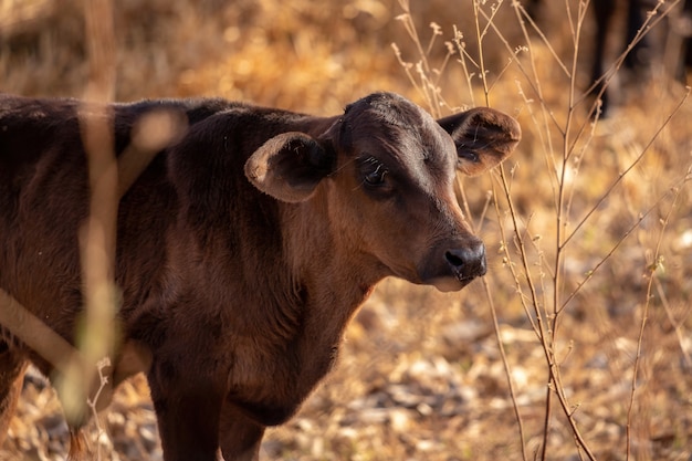 選択的に焦点を当てたブラジルの農場の牛