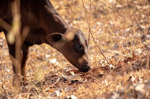 Foto mucca in una fattoria brasiliana con messa a fuoco selettiva