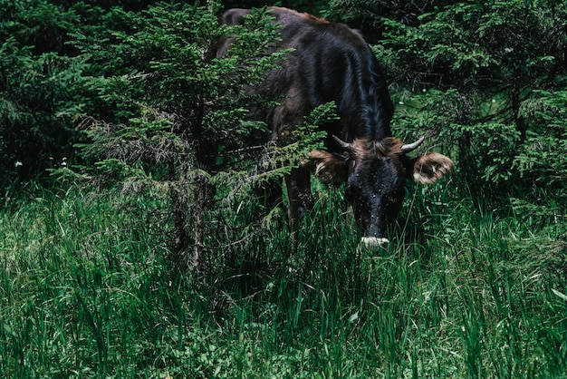 Photo cow of brown color walks on the hill lots of green trees are around