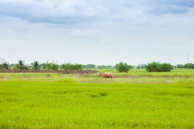 Mucca o bufalo che camminano intorno sulla risaia l'agricoltura nella campagna della tailandia