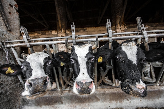 Photo cow by metallic fence at farm