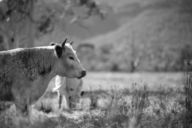 A cow and a calf are standing in a field.