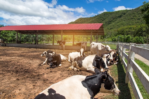 Корова и теленок в ферме на фоне природы