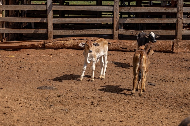 Cow calf in a farm pen with selective focus