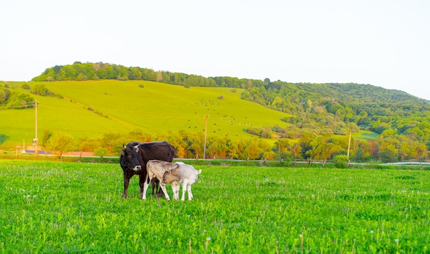 Корова и теленок на лугу