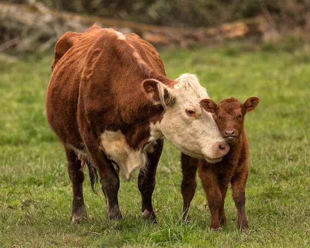 Photo cow and calf standing on field