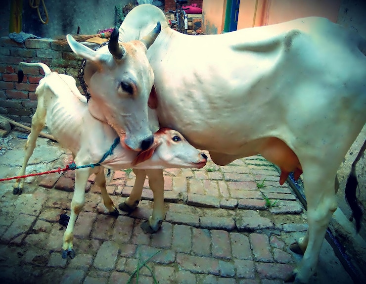 फोटो cow and calf on walkway