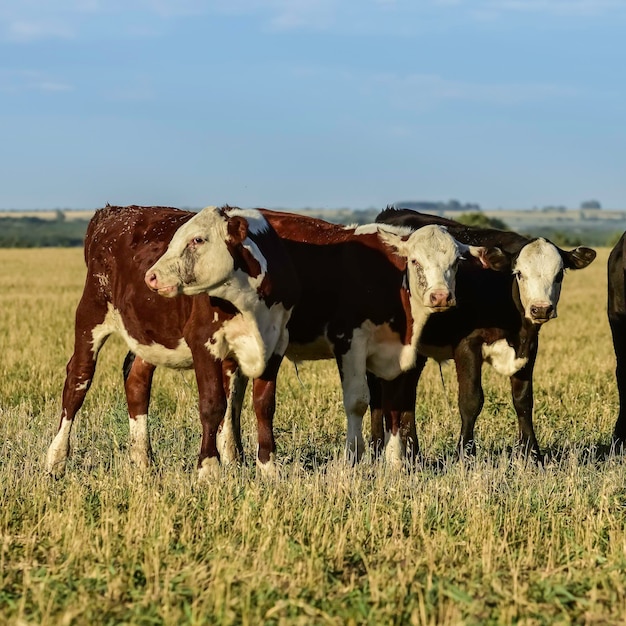 Cow calves in the field Buenos Aires ProvinceArgentina