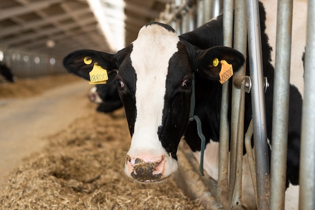 Cow calves in a stall eat food on a dairy farm  Agriculture Livestock