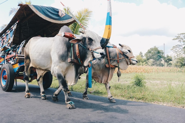 Cow cart or Gerobak Sapi with two white oxen pulling wooden cart with hay on road in Indonesia attending Gerobak Sapi Festival