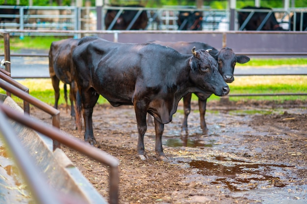 Cow cattle farm