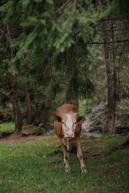 Cow in cattle pen on farm Animal husbandry