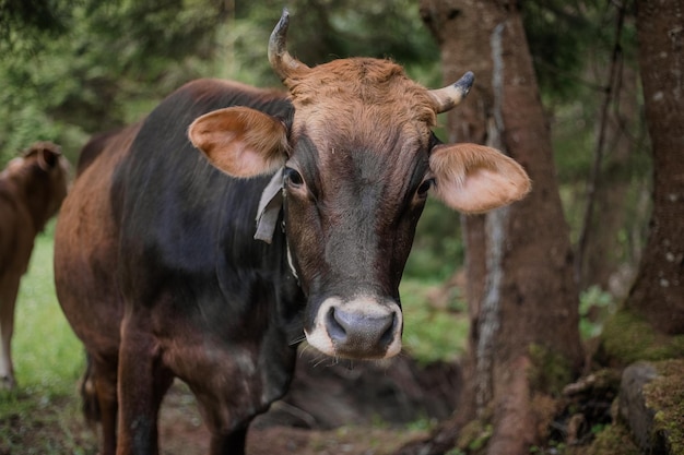 Mucca nel recinto del bestiame in fattoria allevamento di animali