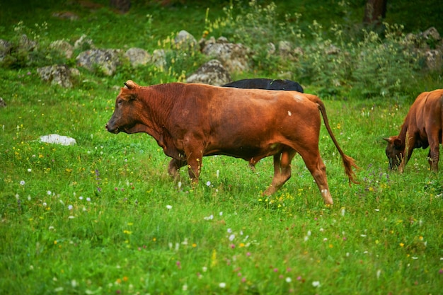 Коровы крупного рогатого скота