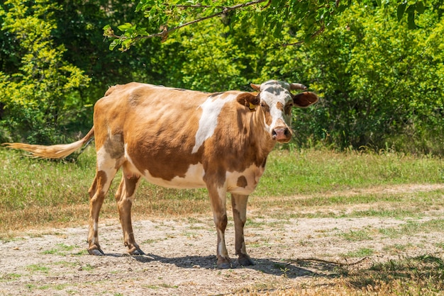 Cow in a clearing in the forest