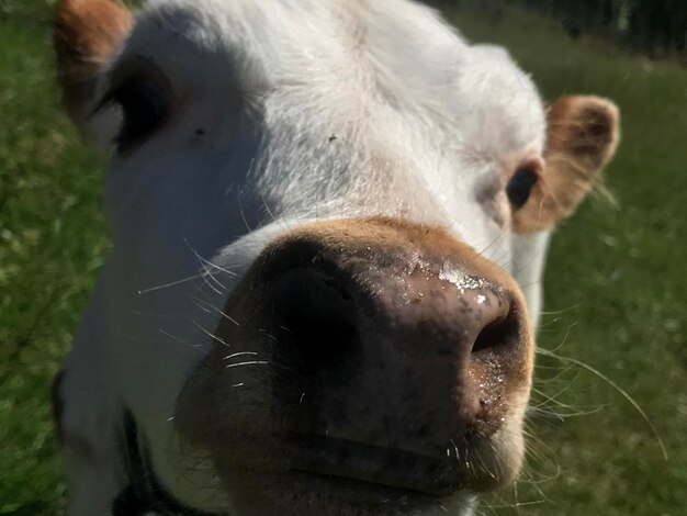 Photo cow close-up kalf