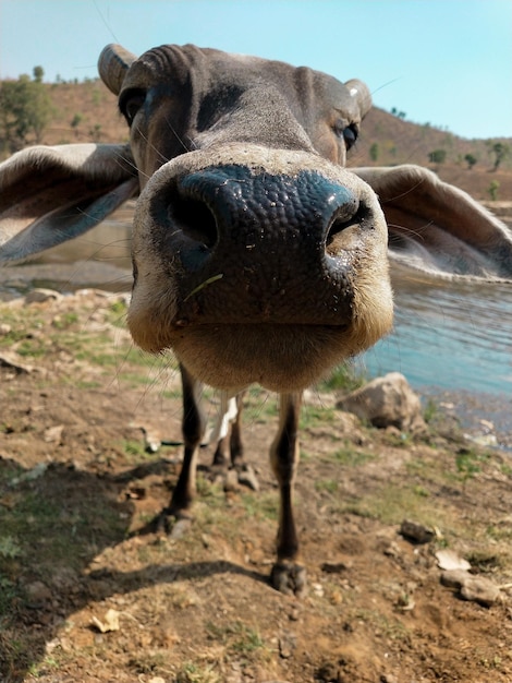 Foto immagine ravvicinata della mucca