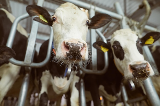 Foto primo piano della mucca nell'azienda agricola