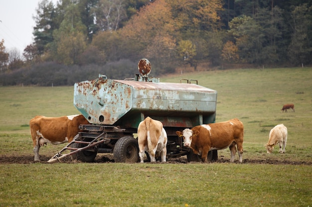 Cow comes to drink water at the drinking tank