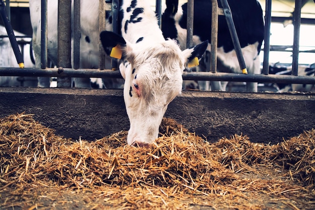 Photo cow at cowshed eating hay or fodder on dairy farm.