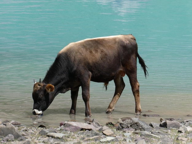 写真 湖で水を飲んでいる牛