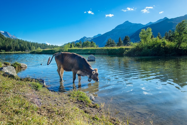 Cow drinks in a mountain lake