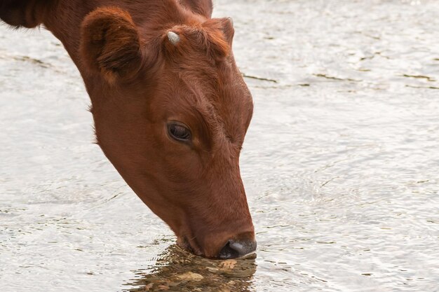 A cow drinks water from a stream. The cow's head is close up.