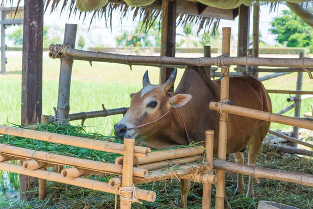 Cow eating grass in farm.