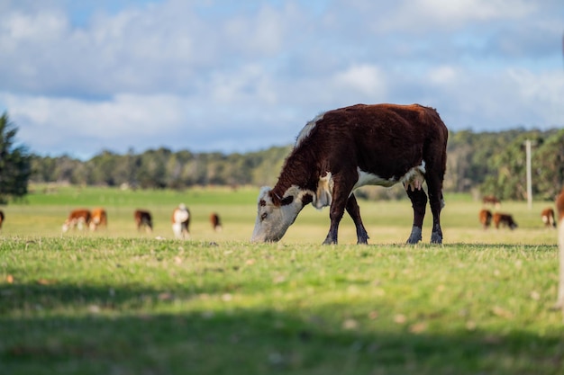 cow eating grass in a field at dusk