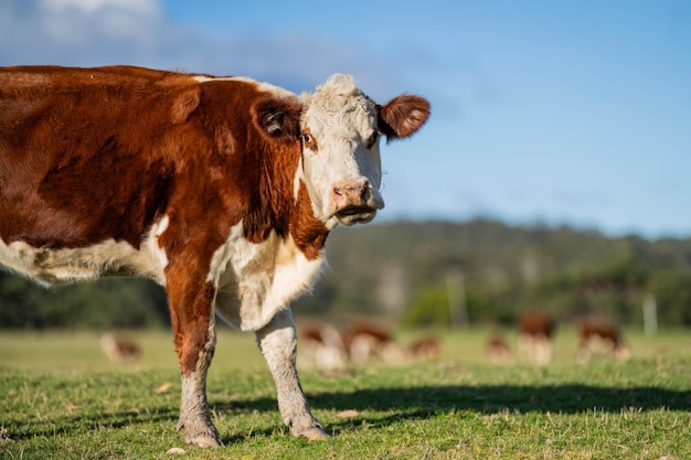 cow eating grass in a field at dusk