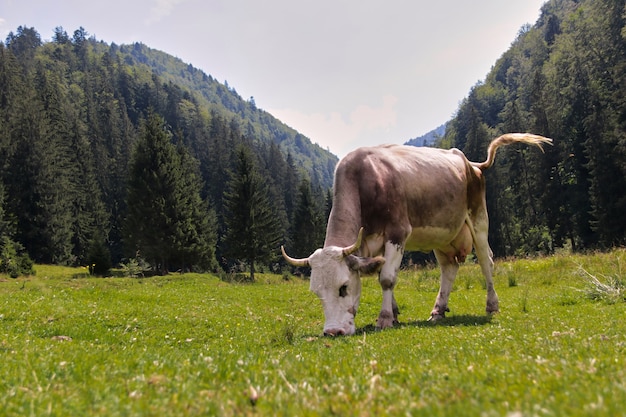 Корова ест траву на холмах