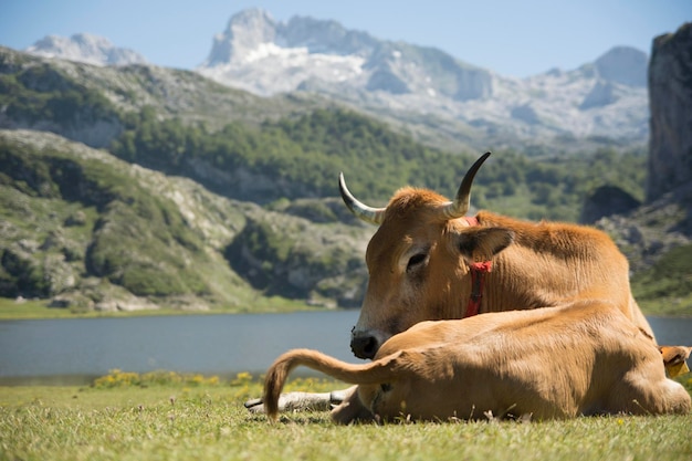 cow eating grass peacefully in a lake at summer